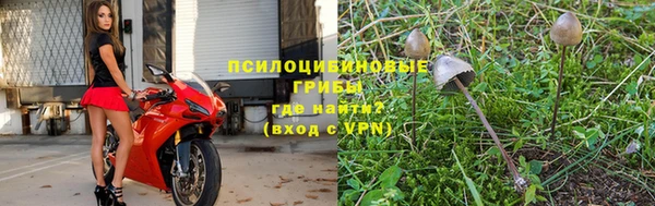 индика Бородино